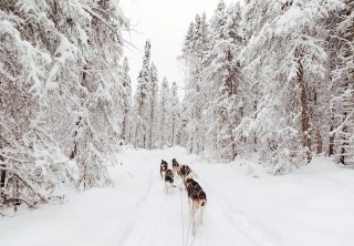 Photo of running through snowy forest
